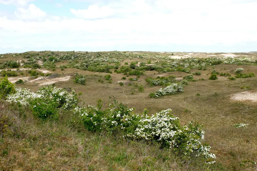 bloeiende meidoorns in de duinen bij egmond foto theo baas
