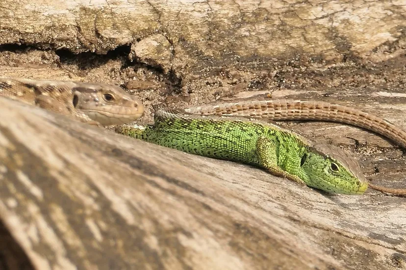 zandhagedissen theo westra