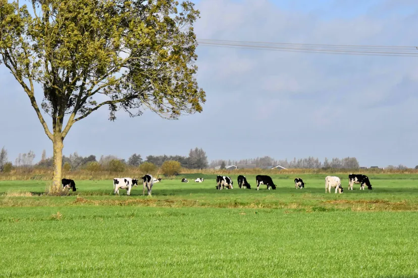 landschap met koeien klein