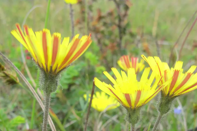 muizenoor theo baas1 2