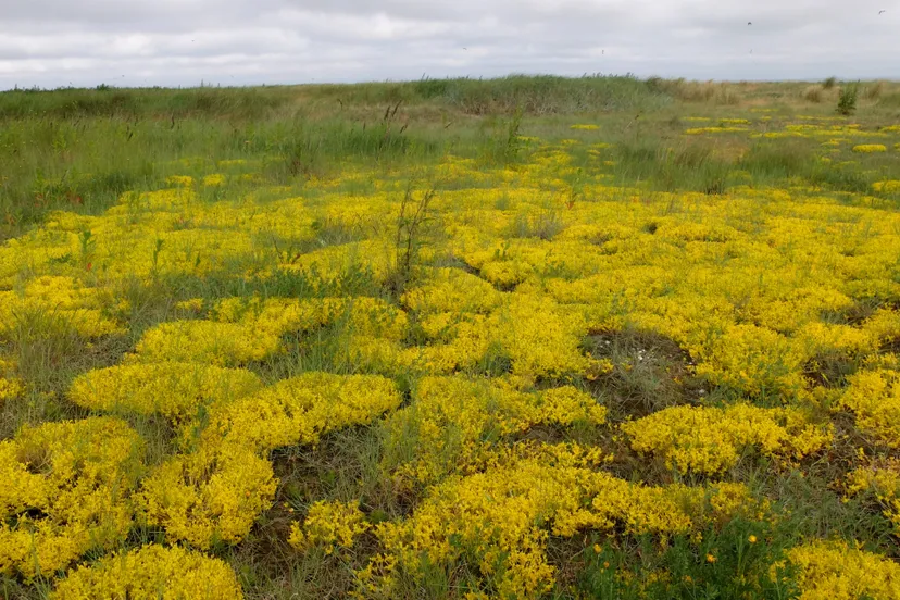 Muurpeper op Griend Theo Baas