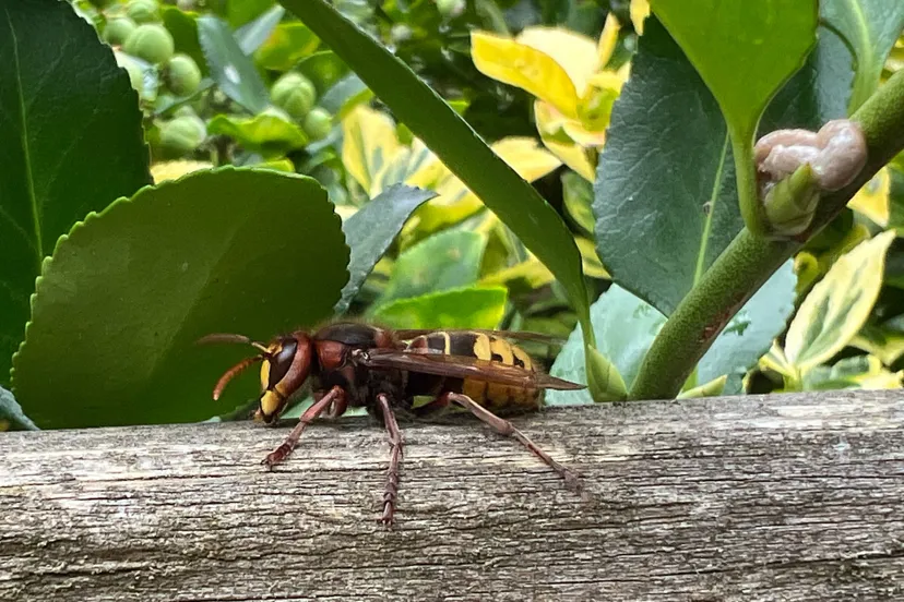 Europese hoornaar op schutting augustus 2025-2 - Nathan Veenstra