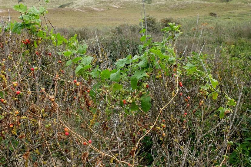 Heggenrank Theo Baas (1)