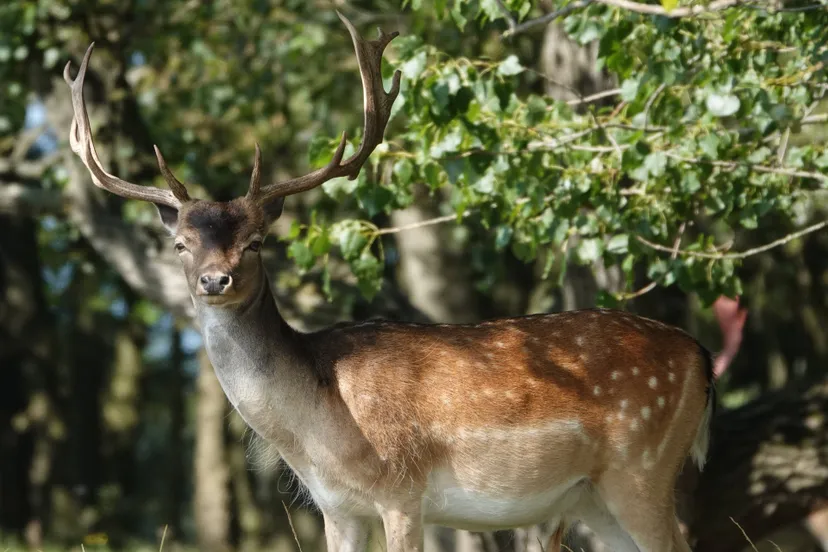 damhert mannetje