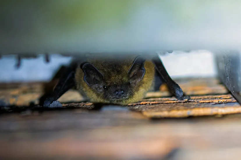 gewone dwergvleermuis