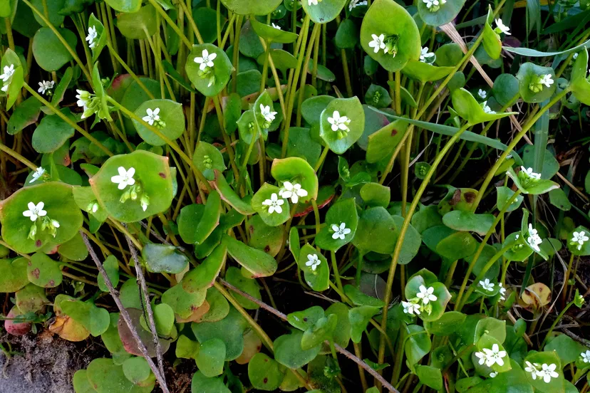 Winterpostelein Theo Baas