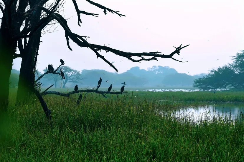 pexels-ankit-rainloure-1425442-36211521