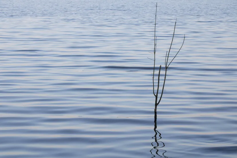 pexels-mirkofabian-11530561