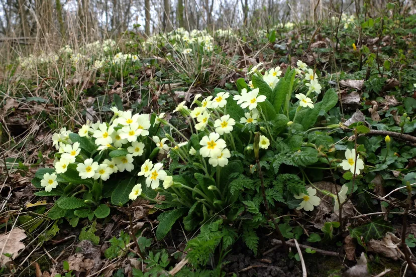 Stengelloze sleutelbloem