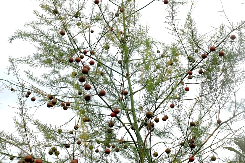 Asparagus officinalis (3)