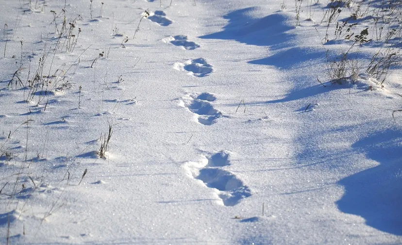 animal tracks 1858350 1920