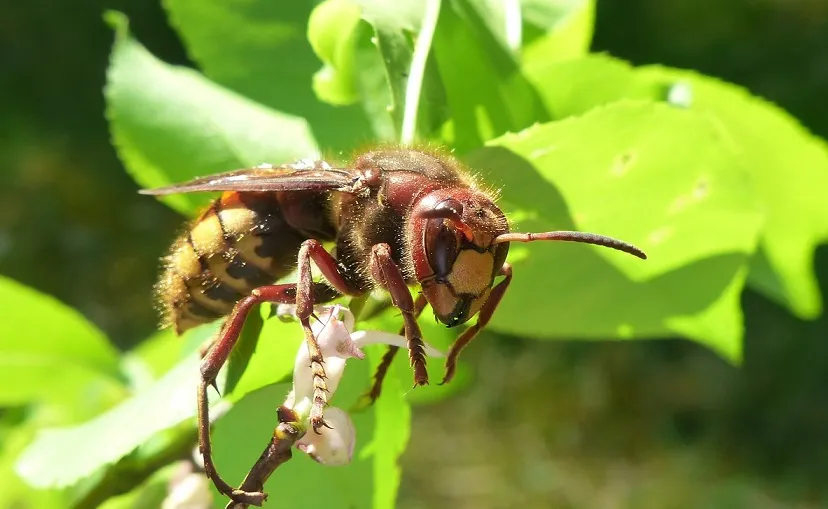 animals 3380936 1280