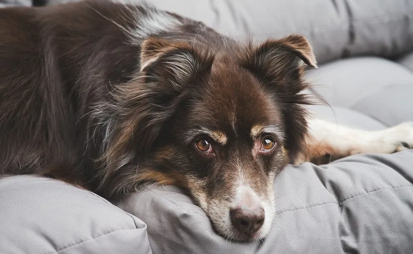 australian shepherd 6556697 1920