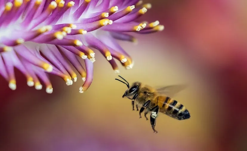 bee 1850116 1920