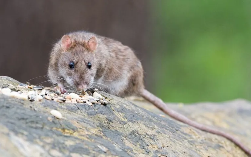 bruine rat 915x518 1