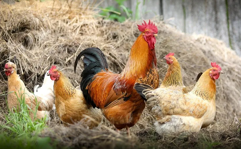 chickens 2522623 1920