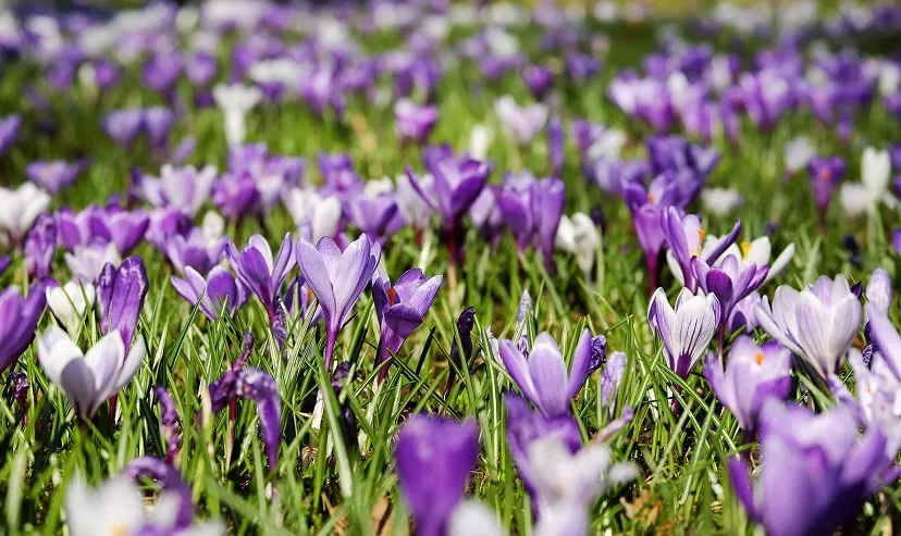 crocuses 3226433 1920