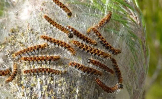 csm eikenprocessierups b5c58688be