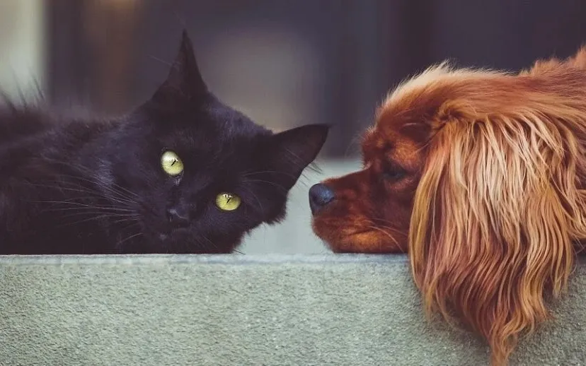 dog 2606759 1920 915x518 1