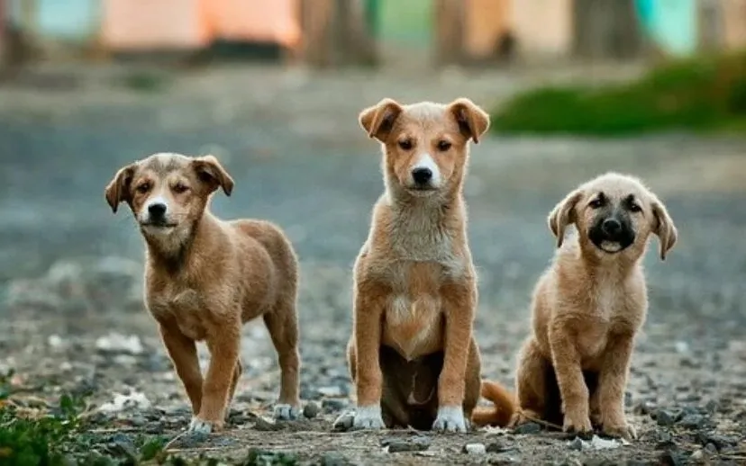 dogs 984015 340 915x518 1