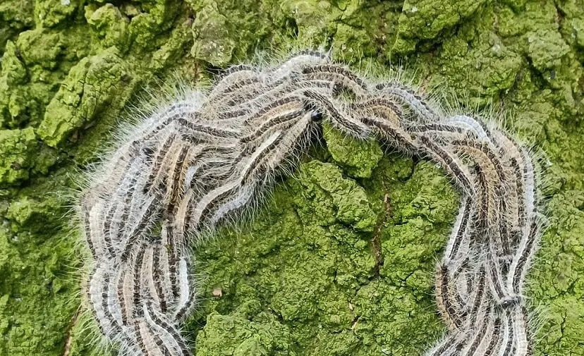 eikenprocessierups 4260017 1920 1