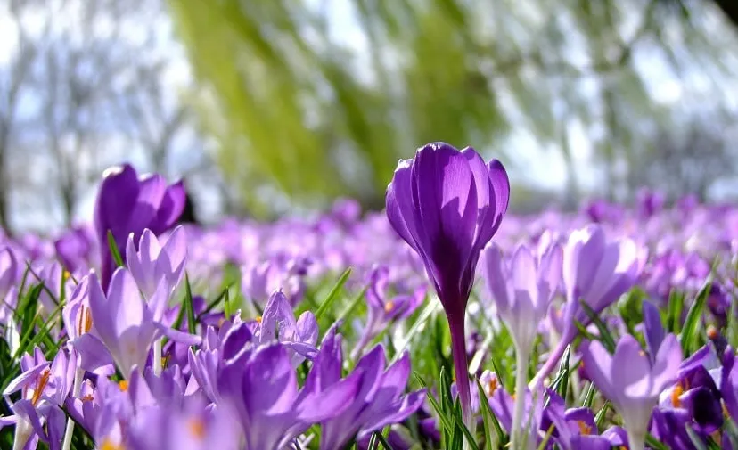 flowers 190866 1920