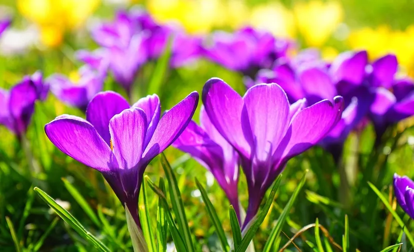 flowers 318291 1920