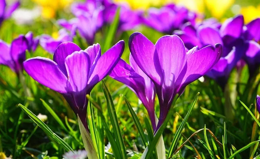 flowers 318293 1920