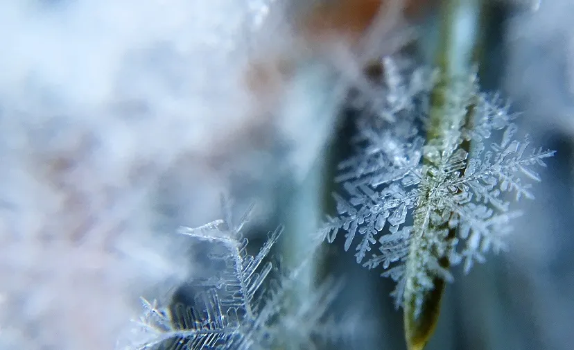 frost 1209402 1920