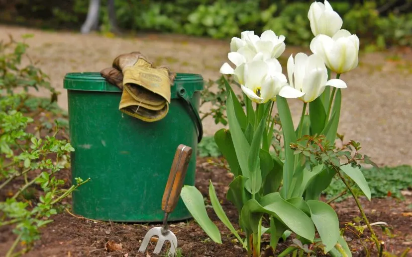 garden g8285df101 1920 915x518 1