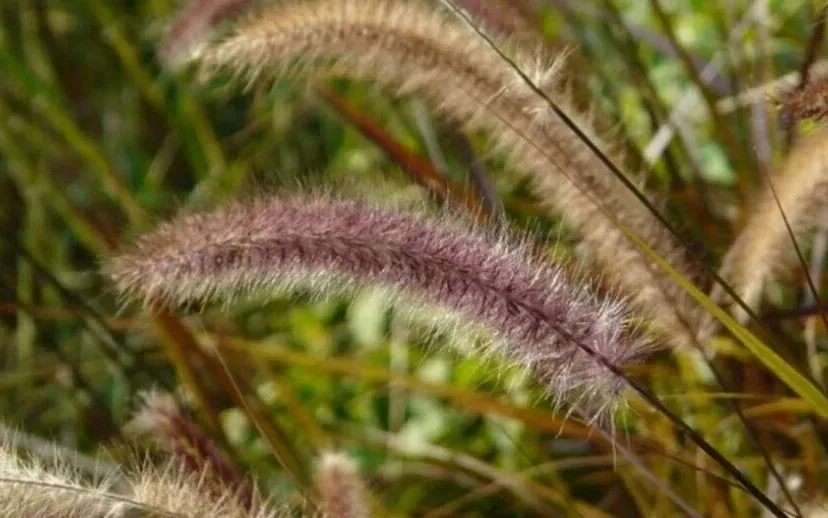 grasaren 915x518 1 915x518 1