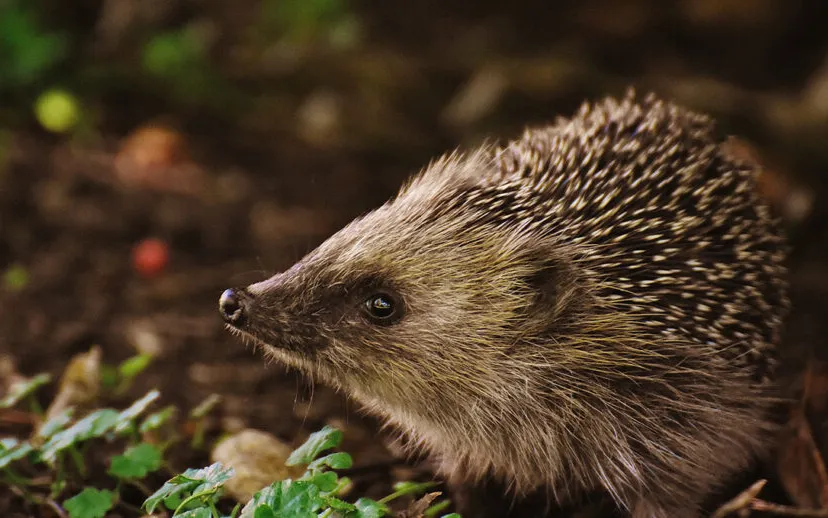 hedgehog child 1696328 1920 pixabay 915x518 1