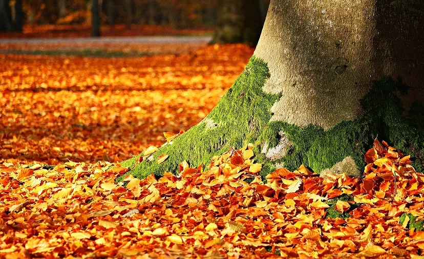 herfst