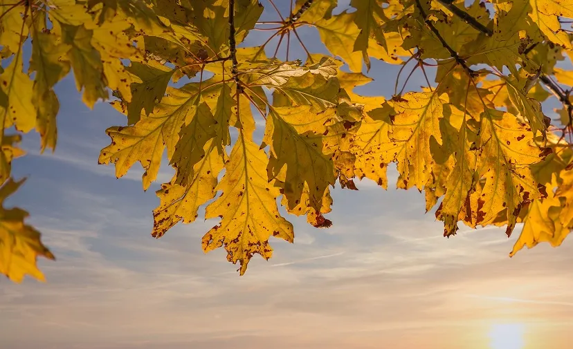 herfst blad