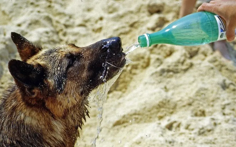 hond drinken 915x518 1