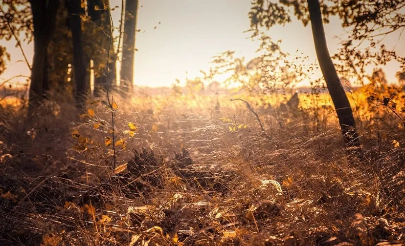 indian summer 2942590 1920