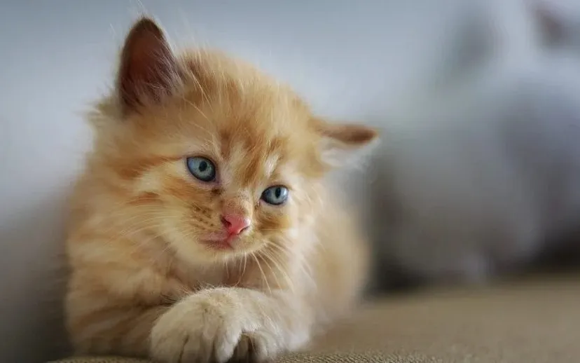 kat