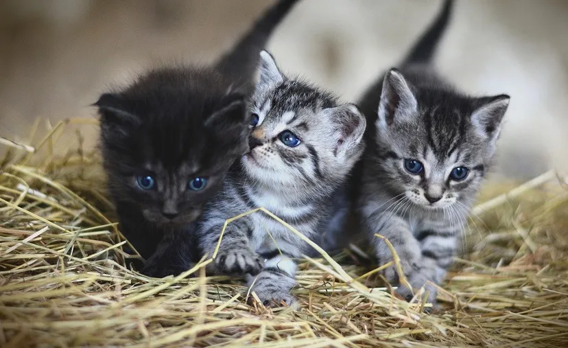 kittens 3535404 1920