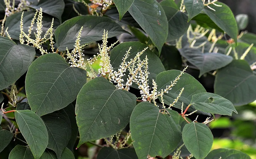 knotweed 2699120 1280