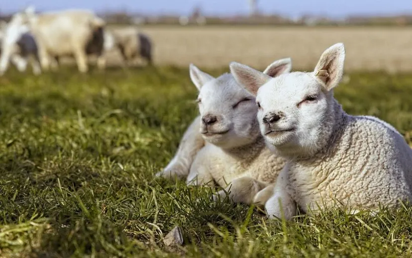 lammeren 915x518 1