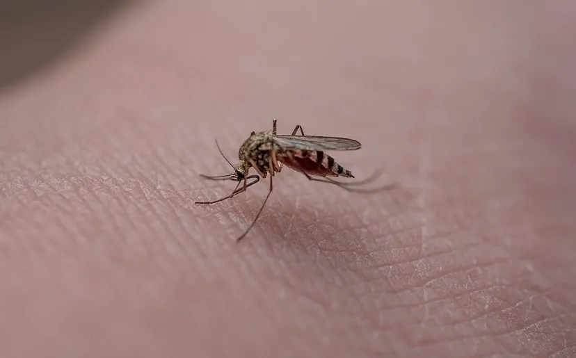 mosquito 6396370 1280