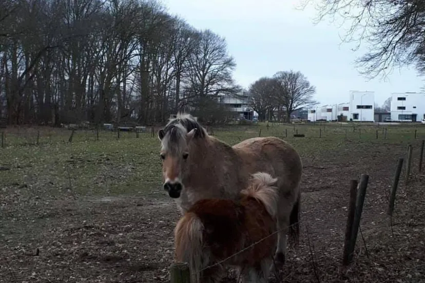 pony