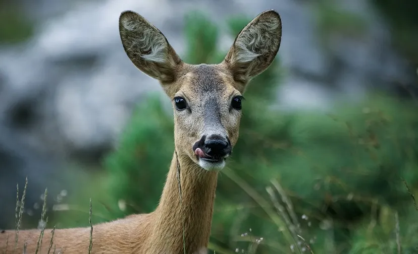 roe deer 4589923 1920