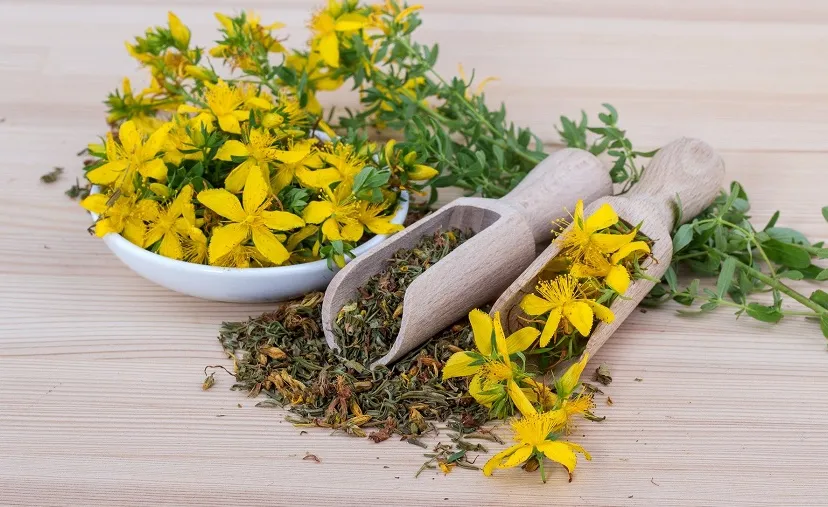 saint johns wort 5938314 1920