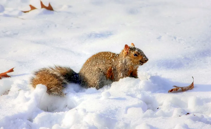 squirrel 230621 1920