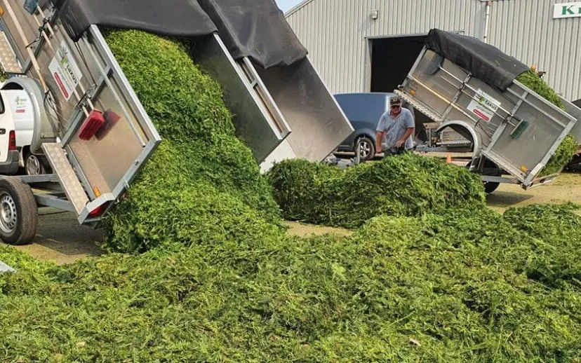 taxus1 915x518 1 915x518 1