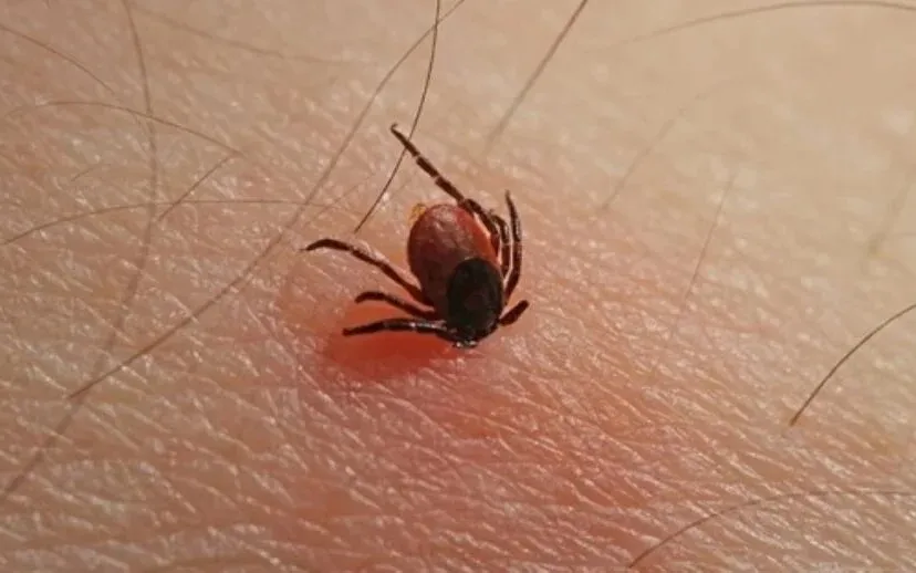 tekenbeet20h20van20den20kerkhof 915x518 1 915x518 1