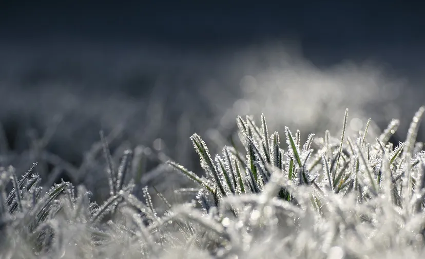 vorst