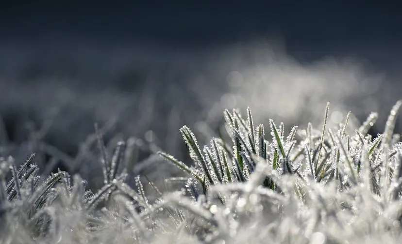 vorst