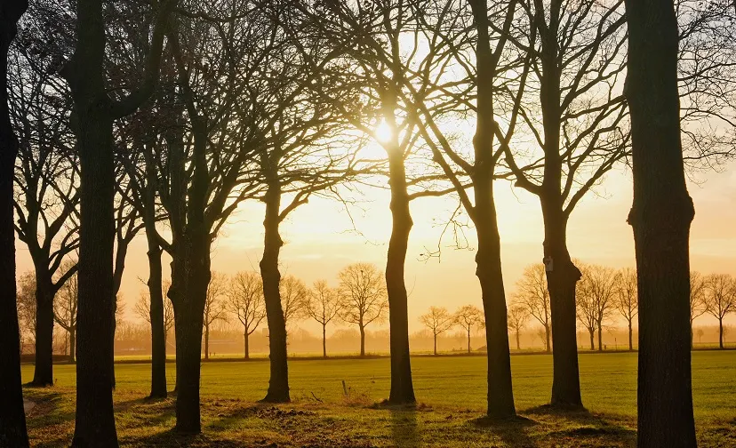 zon door bomen
